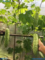 20180730-150228-pic_004