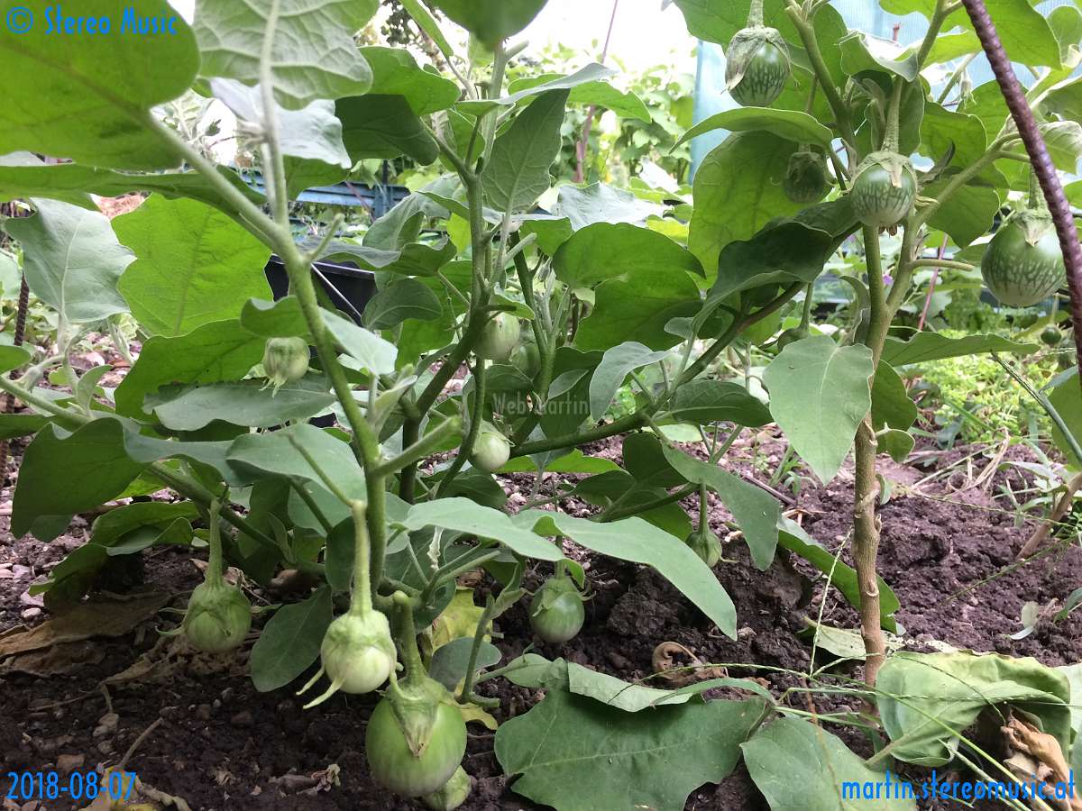 20180807-181026-pic_023.jpg