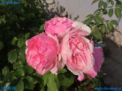 20180808-093826-pic_025