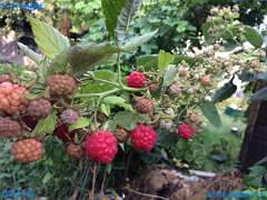 20180904-174326-pic_065