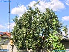 20180905-144609-pic_071