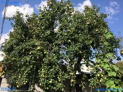 20180905-144619-pic_072