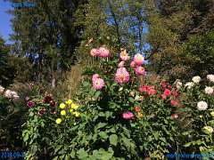 20180918-133036-pic_183