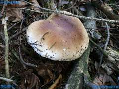 20180921-114854-pic_199