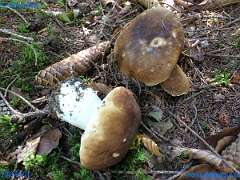 20180921-115329-pic_200