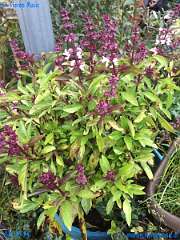 20181024-171509-pic_270