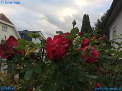 20181024-172027-pic_271