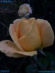 20181029-105219-pic_286