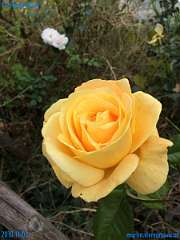 20181101-113847-pic_308